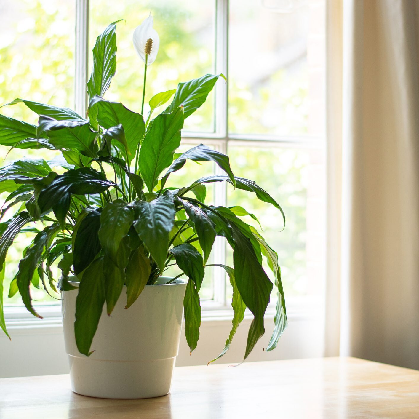 Peace lily in white pot near window